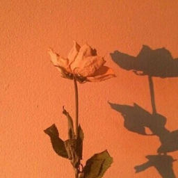 ❀