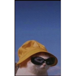 Animal_Day