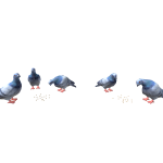 Pigeons feeding time!