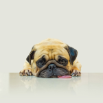 I am a pug