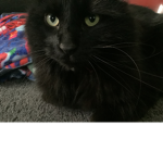 My awesome cat is cool
