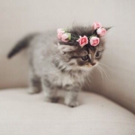 CrystelCatSquad