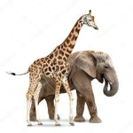 ELPHANT AND GIRAFFE GROUP!!