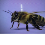 Singing Bees