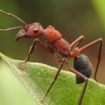 The ant club hub