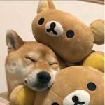 Mölly