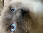 Mewing Cat