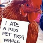 THE POWERFUL CHICKEN ARMY