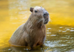 Capybara kingjr