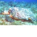 Phantom turtles