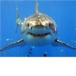 The Blue Shark Empirer