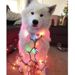 Christmas fan group!!
