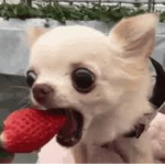 SimplyStoree