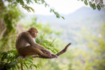 Monkeys In The Trees