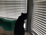 Boxingcats >:3