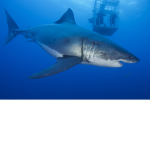 Great White Sharks <3