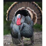 TurKeys!!!!