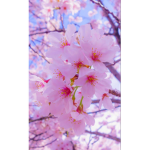 Cheery Blossom :P