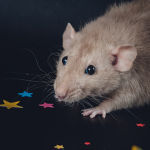 rata de purpurina