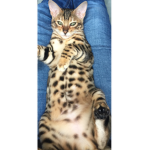 Missy The Bengal Kitten