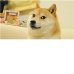 Doge Of Epicness ####
