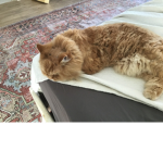 This is the cat group