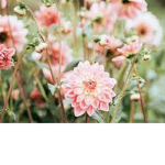 Dancing.flowers