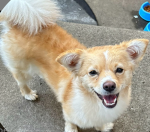 Iheartmydogluna