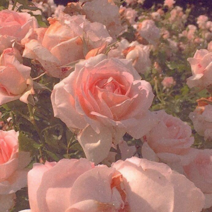 Soft pink aesthetic(?) Roblox decal