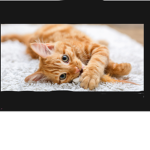 Kittens group the 3rd
