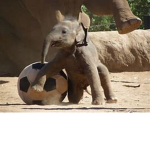 ELEPHANTS ARE SAVAGE AND LIT
