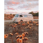 ~Aesthetic Daisies~