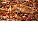 Autumn Foxes