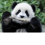 Pandas squad!!!!!!