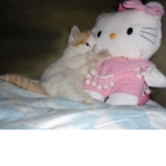 Kitty's De$ire