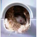 Little Simple Hamster's
