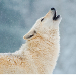 #SaveTheWolves