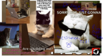 cat wait till monday, cat meme planet
