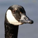 Goose's Obbies