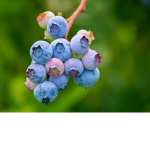Blueberry Kingdom Cult