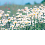 The Daisys!!