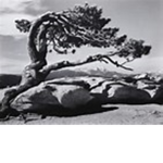 The dead tree