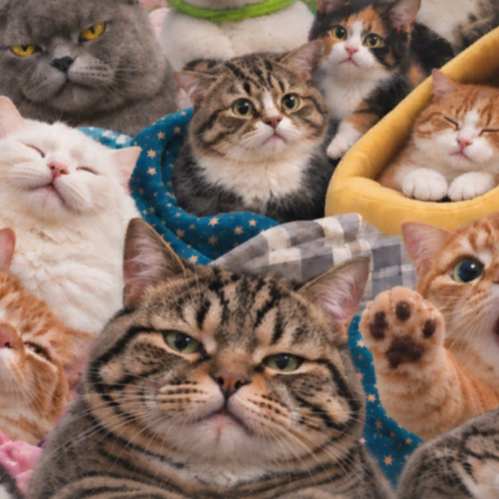 Funny Meme Cats Collage Cute Kitty Fun Background