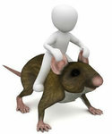 Rats are good rats