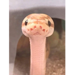 Eello