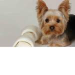 Yorkie's Fan Group