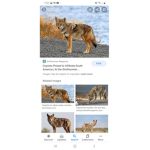 Coyotes Of The West