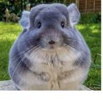 Chinchillas Army