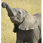 Forever Elephants! :)