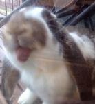 The spirit bunnies crew